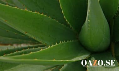 Bild på en Aloe Vera växt